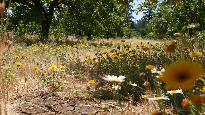Highland apple meadow with wildflowers in a sunny setting - AI-generated stock image