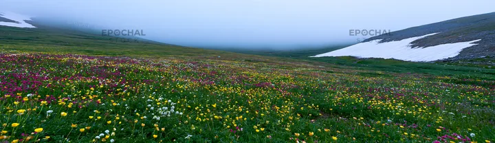 Colorful buttercup meadow with fog and snow on the mountains - AI-generated stock image