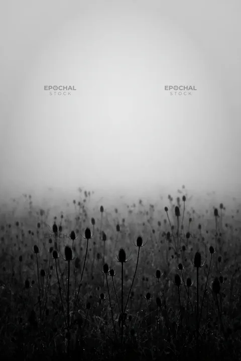 Black and white seedhead meadow with mist and fog in a quiet setting - AI-generated stock image