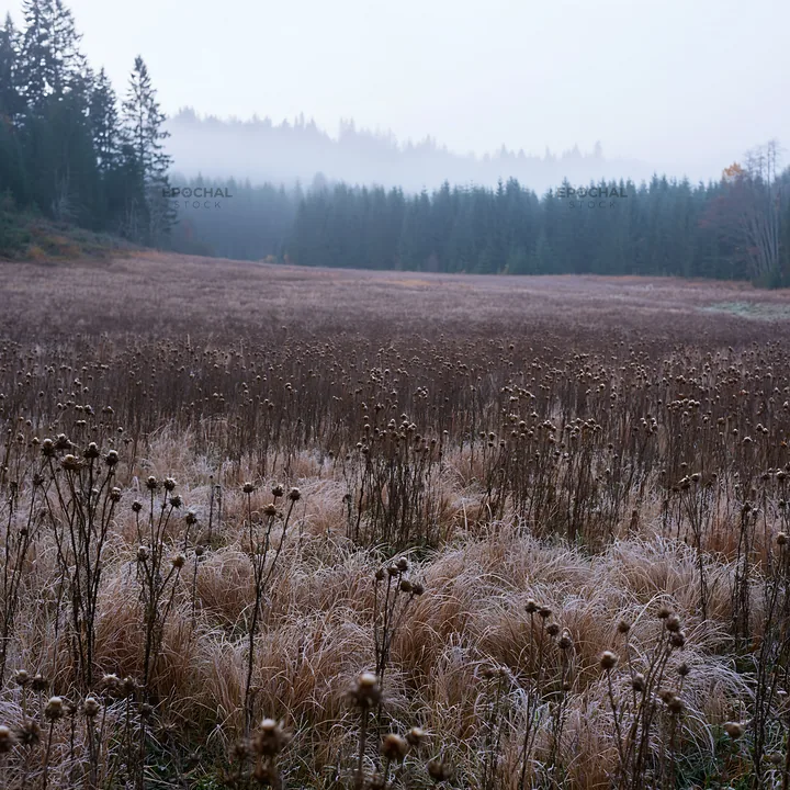 Foggy autumn meadow with dry plants and distant trees - AI-generated stock image
