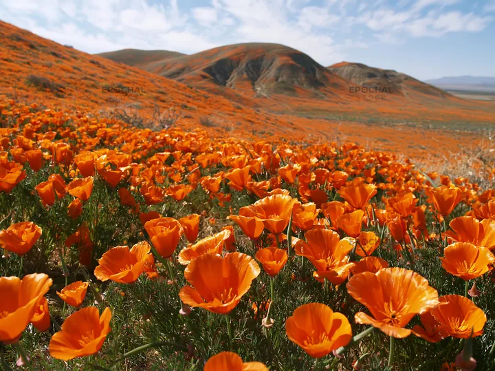 Colorful poppy meadow fills the landscape with vibrant flowers - AI-generated stock image