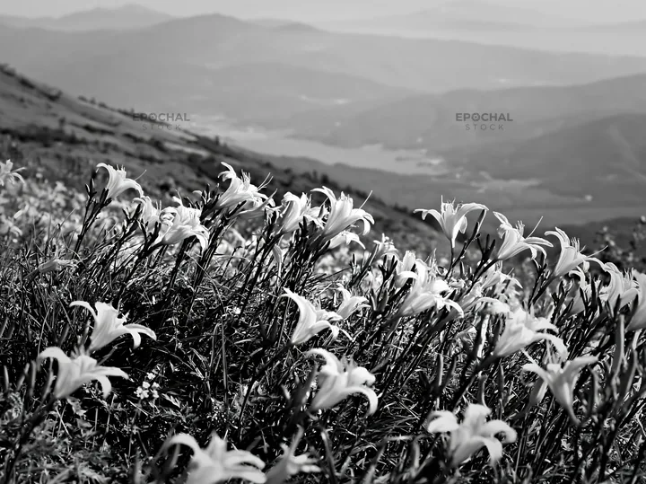 Kirigamine highland daylily meadow with mountain backdrop - AI-generated stock image