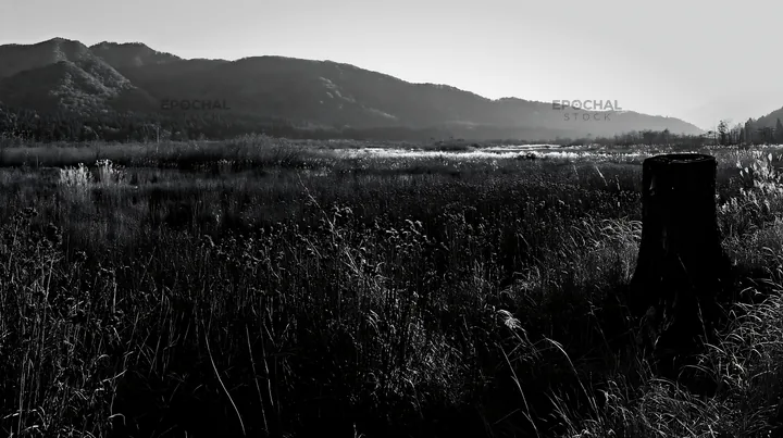 Black and white fukushima native meadow with weathered stump under afternoon light - AI-generated stock image