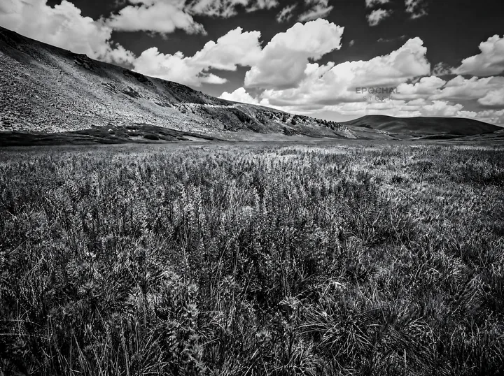 Black and white paintbrush lupine meadow in a colorful wildflower field - AI-generated stock image