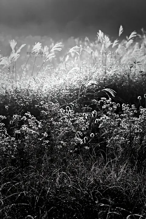 Black and white tokyo urban biodiversity meadow with seedheads in morning light - AI-generated stock image