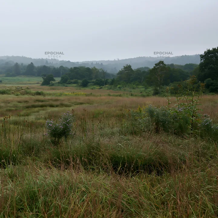 Expansive Hokkaido restoration meadow with dewdrops - AI-generated stock image