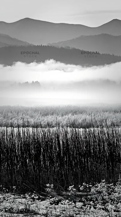 Black and white akita snowmelt meadow with silver grasses in winter morning light - AI-generated stock image