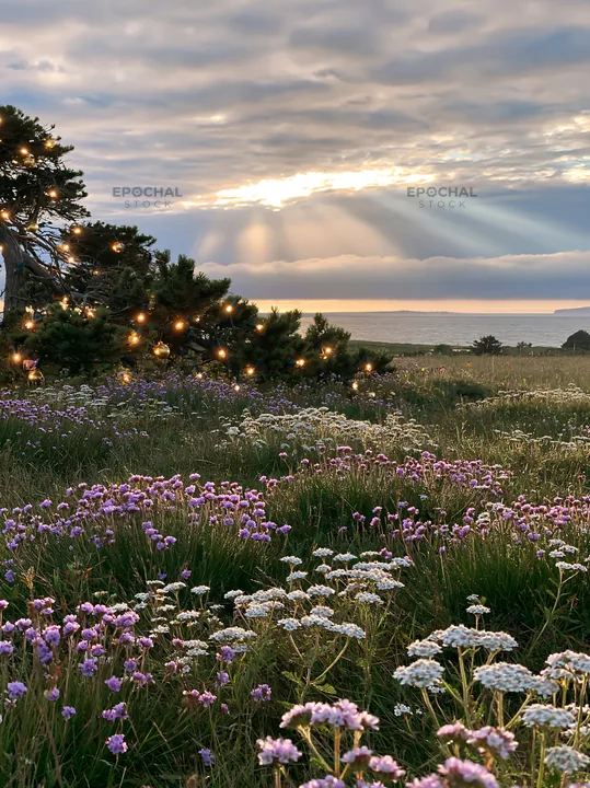 Meadow with Christmas lights and rays beneath cloudy skies - AI-generated stock image