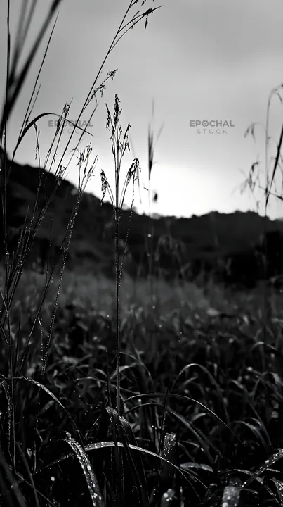 Black and white kochi monsoon meadow rain beaded grasses capture in detail - AI-generated stock image