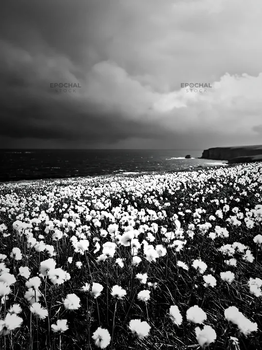 Black and white cottongrass meadow glow beside the ocean under a dark sky - AI-generated stock image