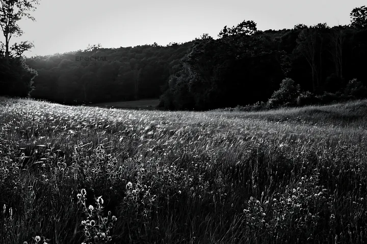 Hungarian meadow with wooded valley in black and white - AI-generated stock image