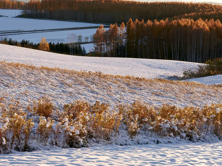 Snow covered Biei hills with golden grass and background trees - AI-generated stock image
