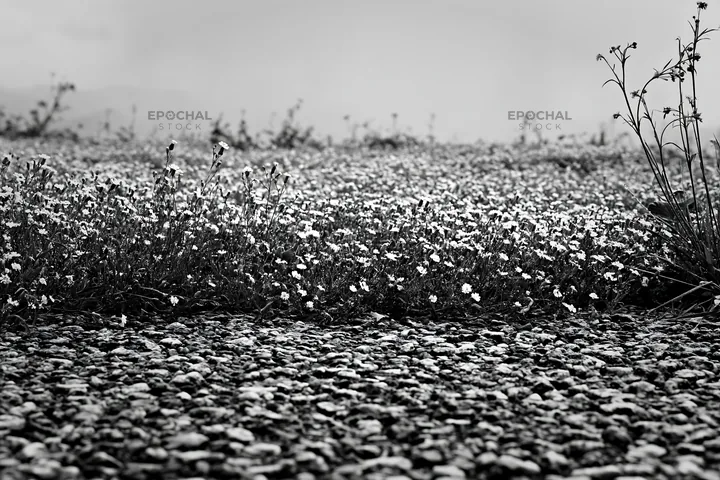 Kyoto spring wildflower meadow with stones in foreground - AI-generated stock image