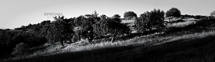 Hillside apple meadow with trees in black and white - AI-generated stock image