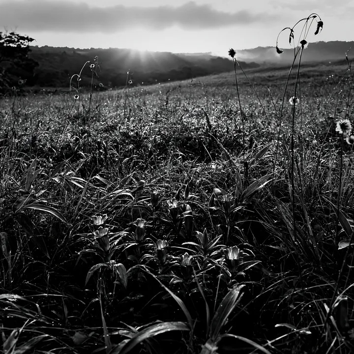 Black and white expansive Hokkaido restoration meadow with dewdrops - AI-generated stock image