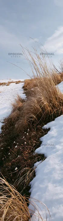 Akita snowmelt meadow with silver grasses in a natural setting - AI-generated stock image