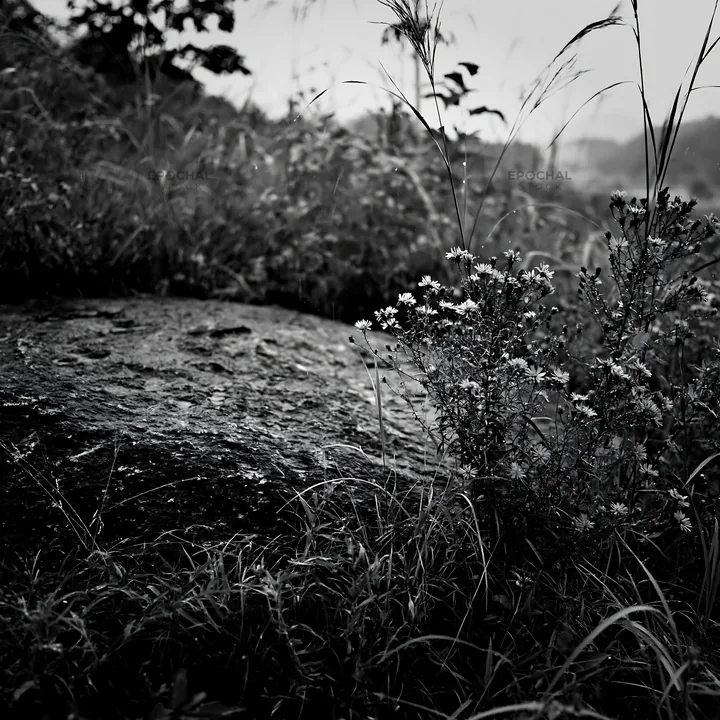 Black and white hiroshima rainy meadow smooth rock foreground - AI-generated stock image