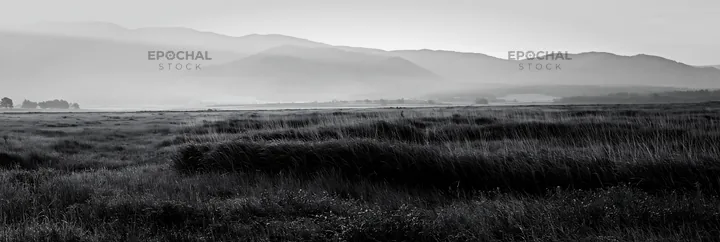 Black and white expansive Hokkaido restoration meadow with dewdrops - AI-generated stock image