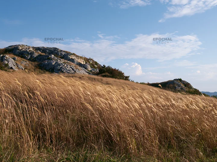 Okayama golden meadow with seedhead foreground - AI-generated stock image