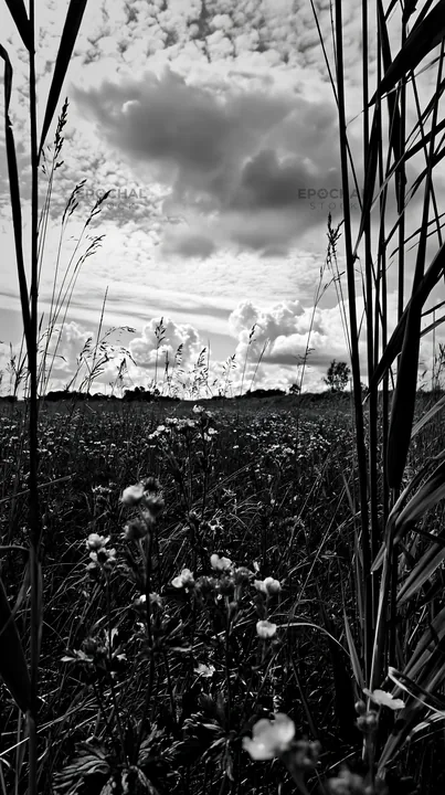 Black and white saga floodplain meadow with reed foreground and wildflowers - AI-generated stock image