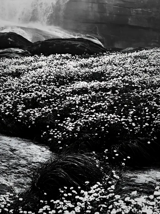 White wildflower meadow below waterfall in black and white - AI-generated stock image