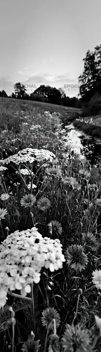 Christmas lights beside stream in meadow at dusk - AI-generated stock image