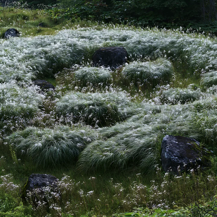 Rewilded Akita silver grass meadow with stones - AI-generated stock image