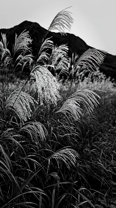 Black and white fukui native grass meadow rain droplets shimmer in natural light - AI-generated stock image