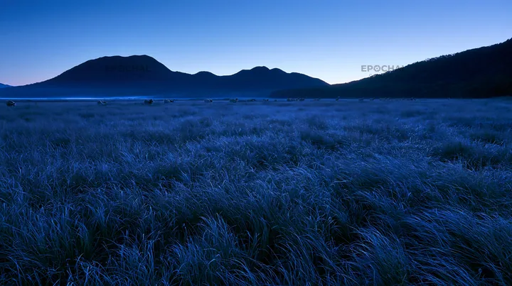 Expansive Hokkaido restoration meadow with dewdrops - AI-generated stock image