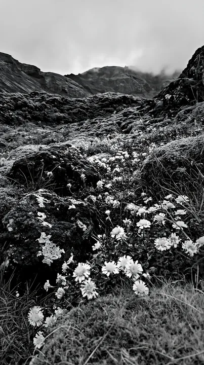 Black and white mossy boulder meadow with yellow flowers in a natural setting - AI-generated stock image