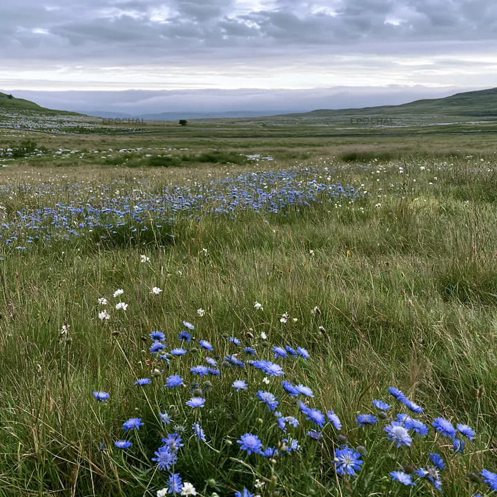 Cloudy limestone wildflower meadow with blue flowers - AI-generated stock image