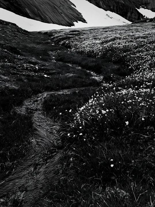 Black and white buttercup meadow with stream flowing through grassy area - AI-generated stock image