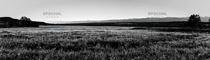 Black and white expansive Hokkaido restoration meadow with dewdrops - AI-generated stock image