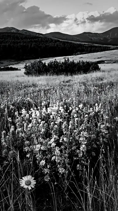 Sainfoin chicory meadow in black and white landscape - AI-generated stock image