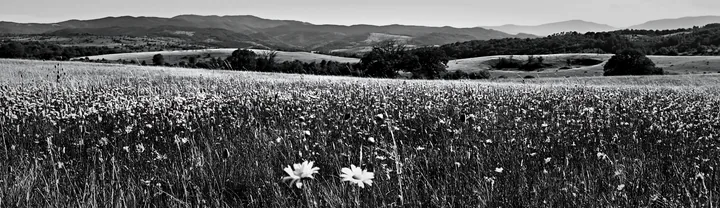 Sainfoin chicory meadow in black and white landscape - AI-generated stock image