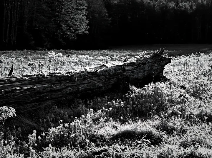 Weathered log on meadow under the trees in black and white - AI-generated stock image