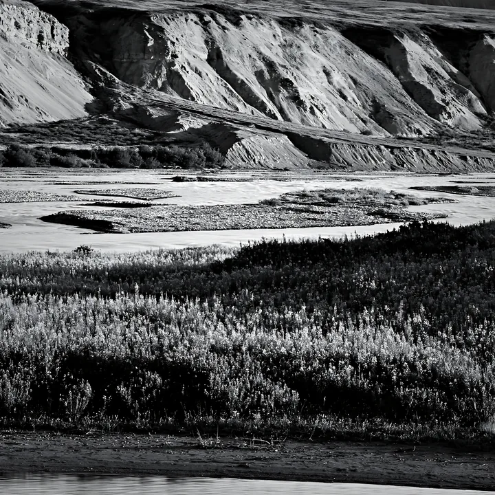 Fireweed lupine meadow in a black and white landscape - AI-generated stock image