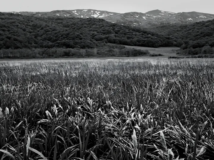 Black and white iwate rain refreshed meadow seedhead foreground - AI-generated stock image