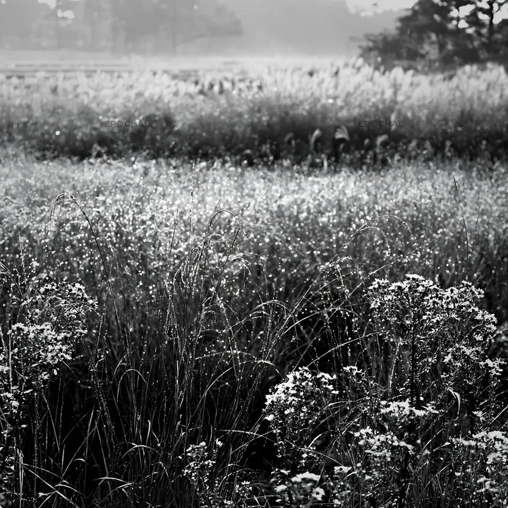 Black and white fukui native grass meadow rain droplets capture - AI-generated stock image