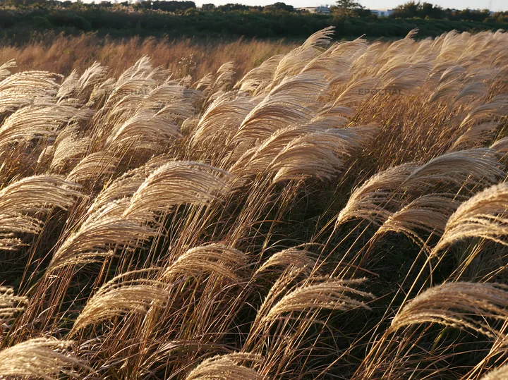 Tokyo urban biodiversity meadow with seedheads in sunlight - AI-generated stock image
