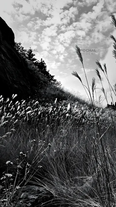 Black and white aomori climate resilient meadow with boulder - AI-generated stock image