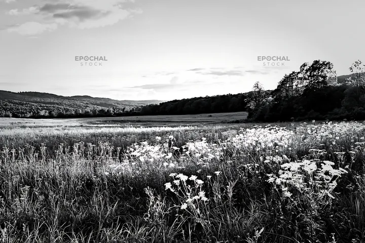 Sunny umbel flower meadow in black and white landscape - AI-generated stock image