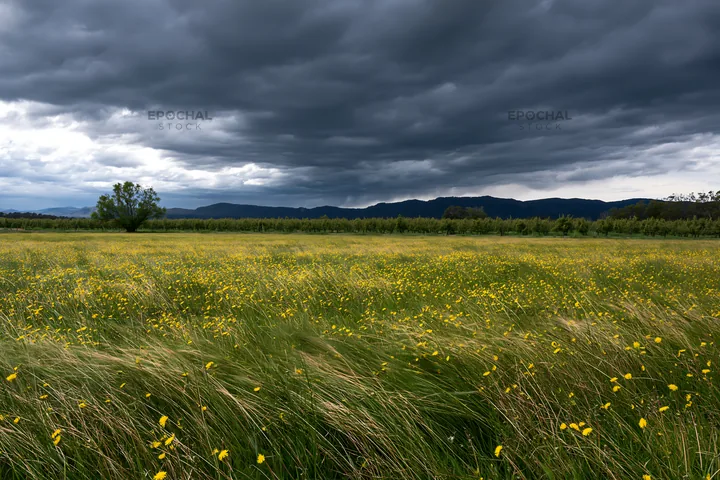 Dandelion meadow under cloudy skies - AI-generated stock image