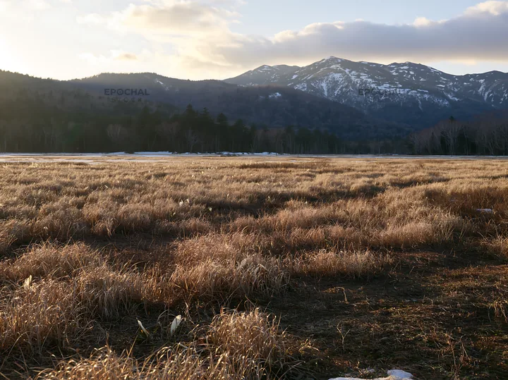 Akita snowmelt meadow with silver grasses during sunset - AI-generated stock image