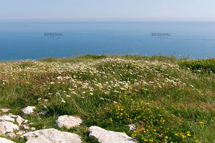 Coastal cliff meadow with wildflowers near the ocean - AI-generated stock image