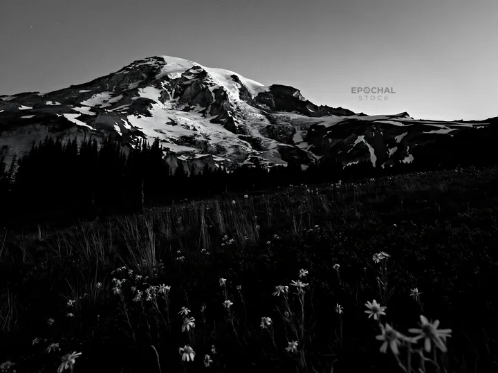 Black and white mount Rainier wildflower meadow sunrise views - AI-generated stock image