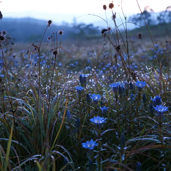 Expansive Hokkaido restoration meadow with dewdrops - AI-generated stock image