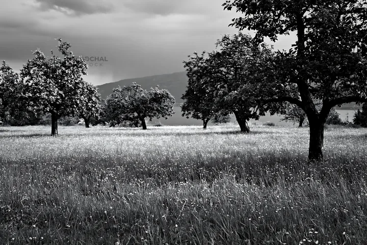 Black and white lakeside orchard meadow with trees and grassy field - AI-generated stock image