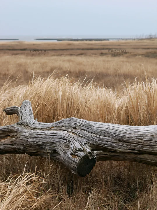 Chiba coastal climate meadow driftwood in foreground - AI-generated stock image