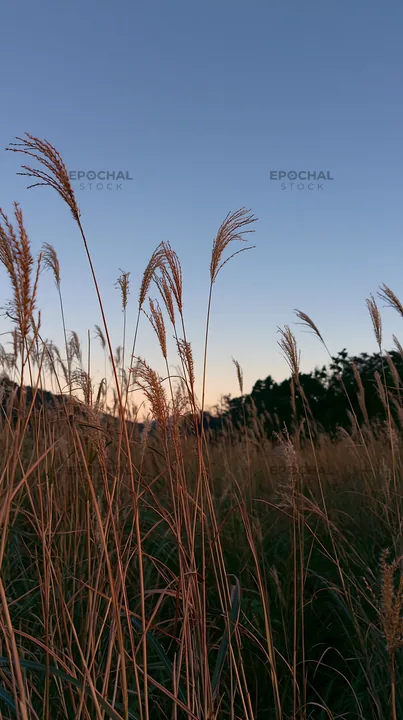 Okayama golden meadow with seedhead foreground - AI-generated stock image